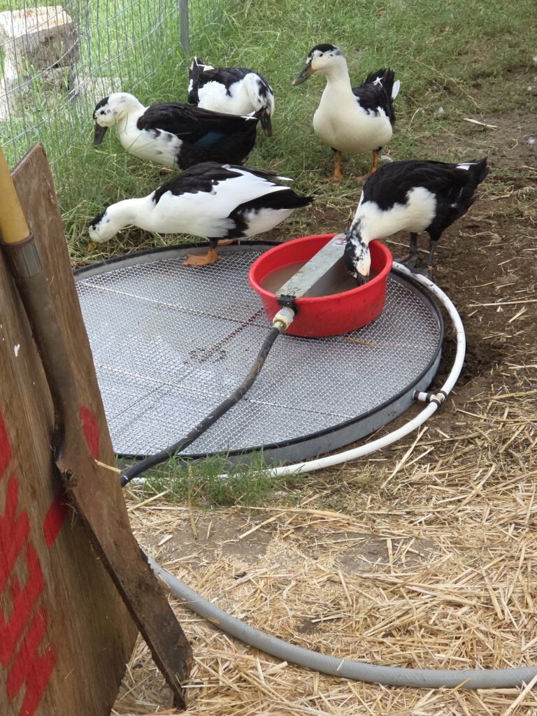 Ducks drinking from the drain-pan drinker