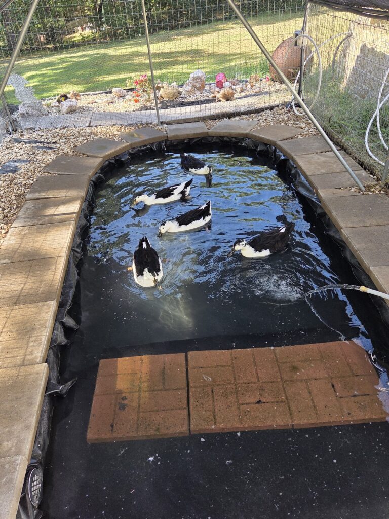 Five ducks swimming in the backyard pond