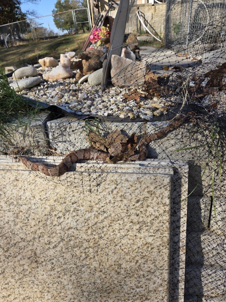 A copperhead tangled in the aviary mesh over the duck run